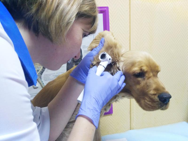 Насколько важно иметь в ветеринарной клинике современное оборудование для диагностики и лечения животных?