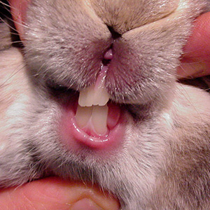 Заболевания зубов у кроликов