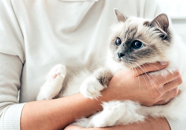 Кашель у кошек: редкое и опасное заболевание