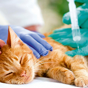 Анестезия мелких домашних животных