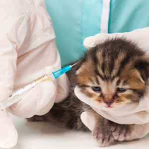 Как правильно делать прививки котятам?